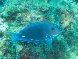 Blue Tang (not sure what spots are) IMG 9298